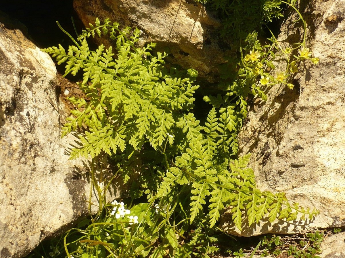 Cystopteris fragilis var. fragilis (Cystopteridaceae)